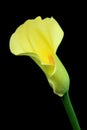 Yellow calla Royalty Free Stock Photo