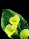 Yellow calla Royalty Free Stock Photo