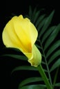 Yellow calla Royalty Free Stock Photo