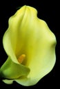 Yellow calla Royalty Free Stock Photo