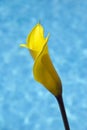 Yellow calla flower