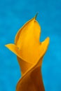 Yellow calla flower