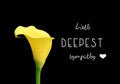 Yellow calla flower isolated on black background. Text \'With deepest sympathy\'.