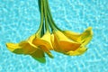 Yellow Calla Lilies Royalty Free Stock Photo