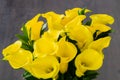 Yellow Calla lilies Royalty Free Stock Photo