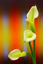 Yellow calla lillies against vibrant abstract  background Royalty Free Stock Photo