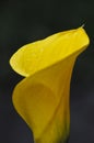 Yellow Calla Lily Royalty Free Stock Photo