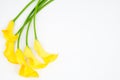 Yellow calla lily Royalty Free Stock Photo