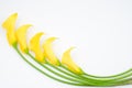 Yellow calla lily Royalty Free Stock Photo