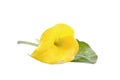 Yellow Calla Lily Royalty Free Stock Photo