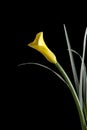 Yellow Calla Lily Royalty Free Stock Photo