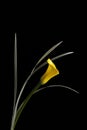 Yellow Calla Lily Royalty Free Stock Photo