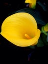 Yellow Calla Lily