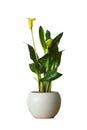 Yellow calla lily in flower pot isolated on white Royalty Free Stock Photo