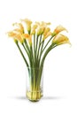 Yellow calla lily flower in vase isolated on white background. with cliping path Royalty Free Stock Photo