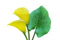 Yellow Calla Lily Flowers with Green Leaf Isolated on White Background with Clipping Path Royalty Free Stock Photo