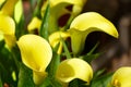Yellow calla lily Royalty Free Stock Photo