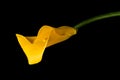Yellow calla lily Royalty Free Stock Photo