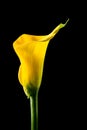 Yellow calla lily Royalty Free Stock Photo