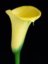 Yellow calla lily