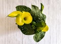 Yellow calla lily plant in green pot Royalty Free Stock Photo