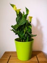 Yellow calla lily plant in green pot Royalty Free Stock Photo