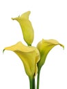 Yellow calla on white background Royalty Free Stock Photo