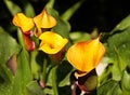 Yellow callas flowers