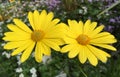 Yellow calliopsis flower background Royalty Free Stock Photo