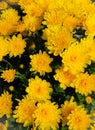 Yellow callistephus chinensis flowering background