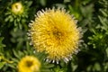 Yellow Callistephus flower, closeup top view. Autumn flower aster daisy blossom