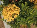 yellow Ashoka flowers on the terrace