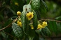 Yellow camellia Camellia chrysantha flowers.