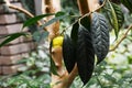 Yellow camellia flowers