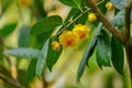 Yellow camellia flowers