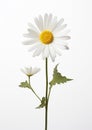 Floral blossom background summer plant nature isolated macro flower white daisy Royalty Free Stock Photo