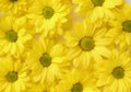 Yellow camomile, flower background, yellow georgina pattern photography, august bright flowers