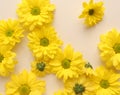 Yellow camomile, flower background, yellow georgina pattern photography, august bright flowers