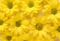 Yellow camomile, flower background, yellow georgina pattern photography, august bright flowers