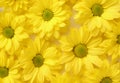 Yellow camomile, flower background, yellow georgina pattern photography, august bright flowers