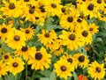 Yellow camomile flowers in the home garden in summer season