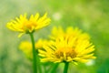 Yellow Camomile or Marigold Flowers on Grass