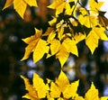 Yellow Canada Maple Leaf with water reflection Royalty Free Stock Photo