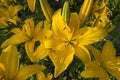 Yellow canada spotted lily garden with open and closed blossoms Royalty Free Stock Photo