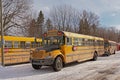 Yellow Canadian school busses on a winter road