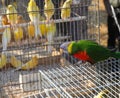 canaries inside the cage and a colorful Ara parrot with a blue head s for sale in the pet shop Royalty Free Stock Photo