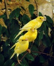 Yellow Canaries, serinus canaria Royalty Free Stock Photo