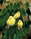 Yellow Canaries, serinus canaria Royalty Free Stock Photo