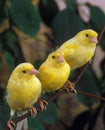 Yellow Canaries, serinus canaria, Adults standing on Branch Royalty Free Stock Photo