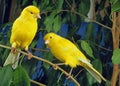 Yellow Canaries, serinus canaria standing on Branch Royalty Free Stock Photo